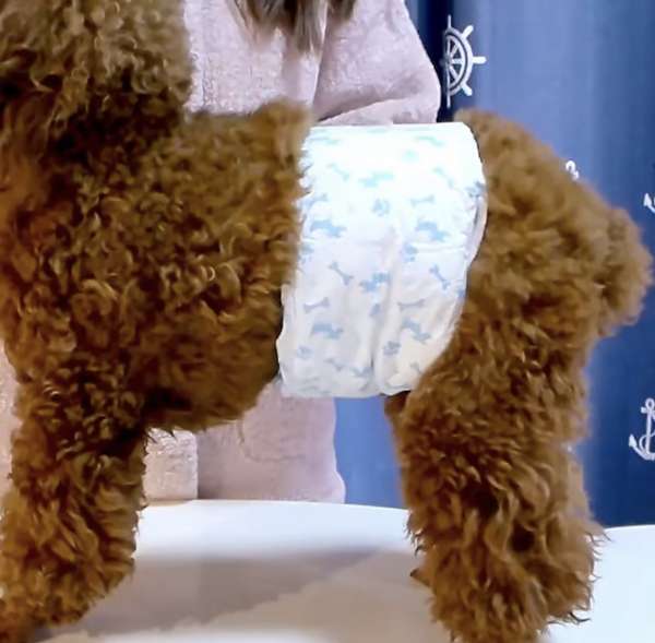 優質狗狗（男）室內尿片  Premium dog (Male ) diaper (for indoor) 
