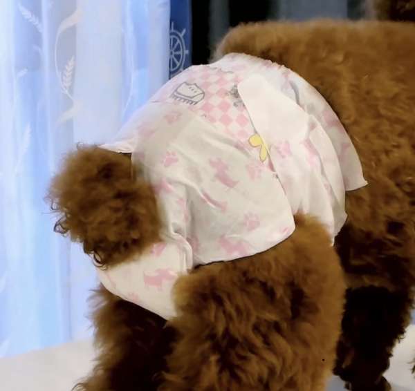 優質狗狗（女）生理尿片 Premium Dog diaper (Female ) ( 