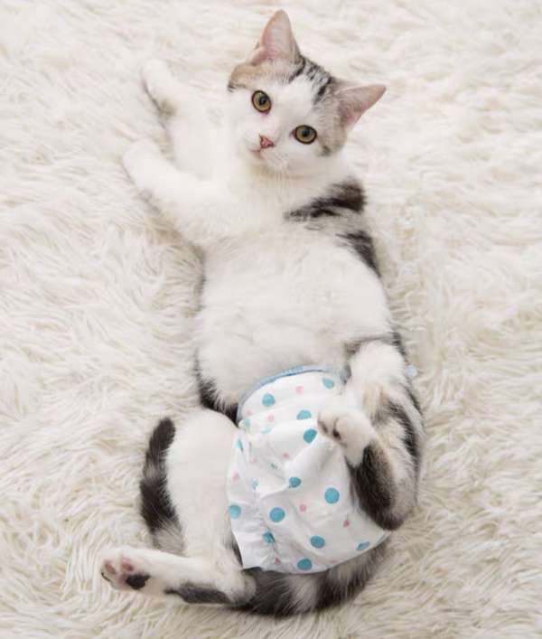 優質貓貓尿片 （10 片） Premium cat diaper （10 pcs)